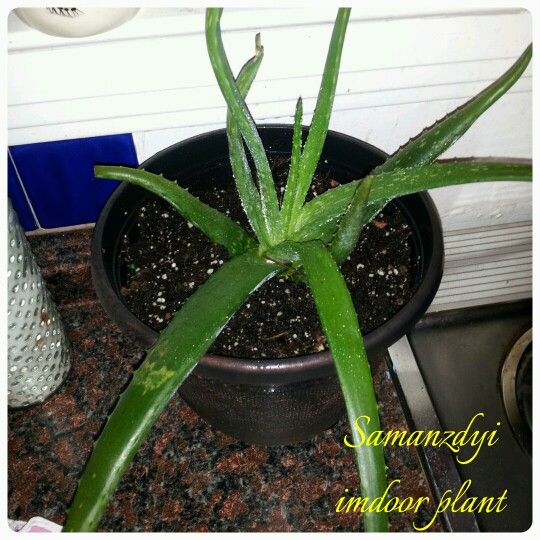 Aloe Vera good for any skin condition including Eczema and excessive ...