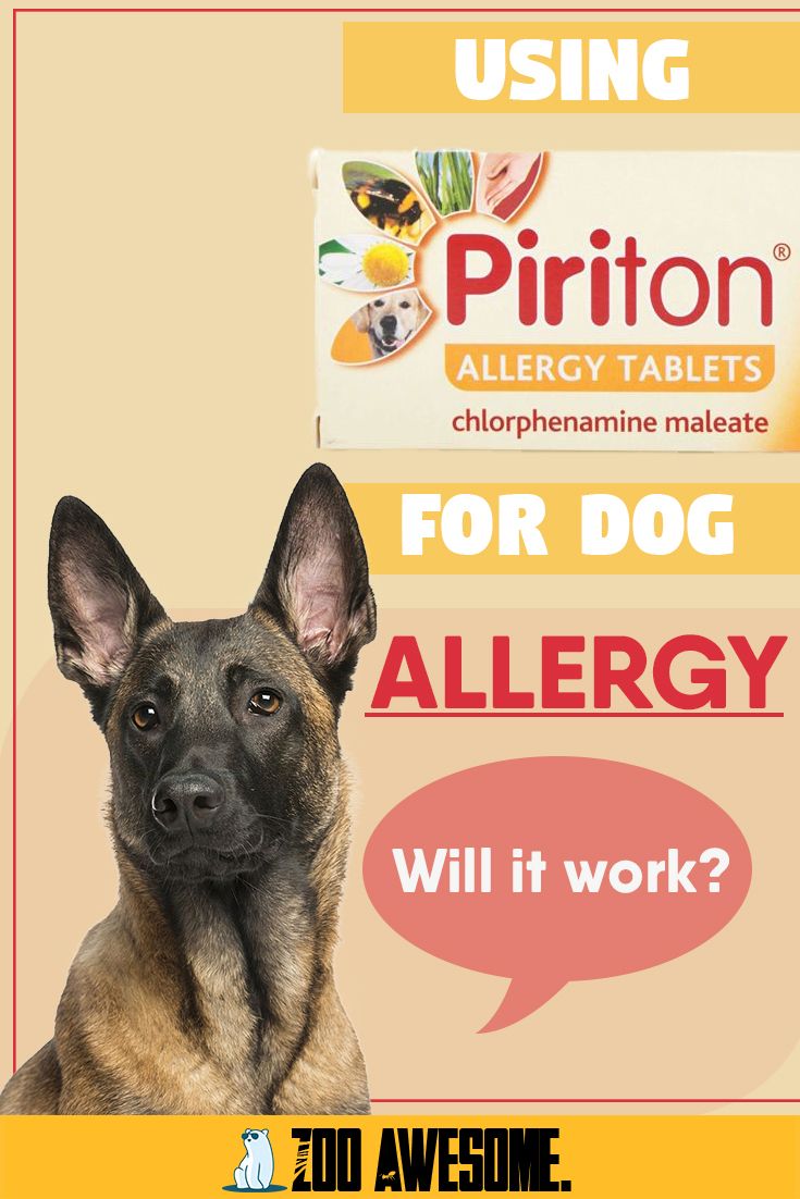 Can I Give My Dog Piriton For Allergies?
