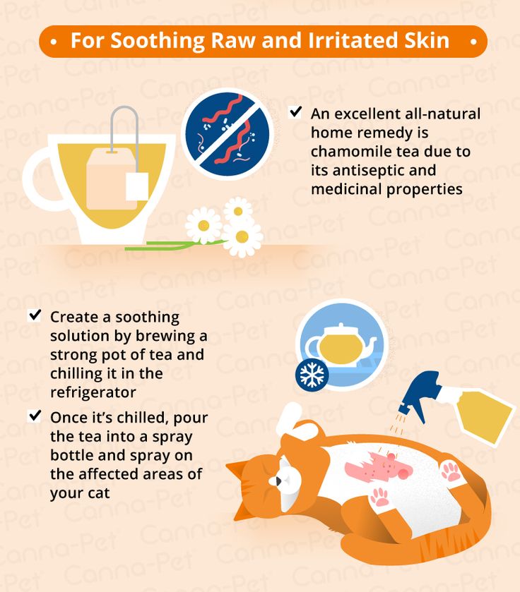 Cat Skin Conditions &  Natural Remedies
