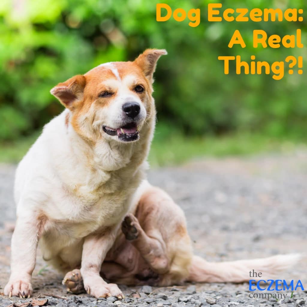 Dog Eczema: A Real Thing?! (Symptoms and Natural Treatments for Eczema ...