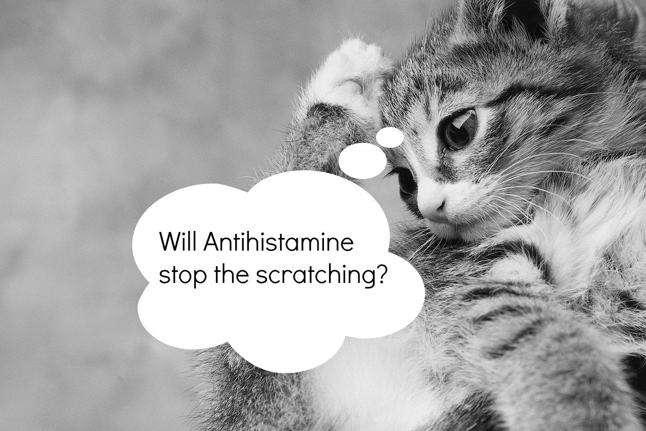 Eczema Research News  Do Antihistamines work?