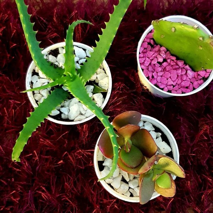 How the Aloe Vera Succulent can Help with Eczema