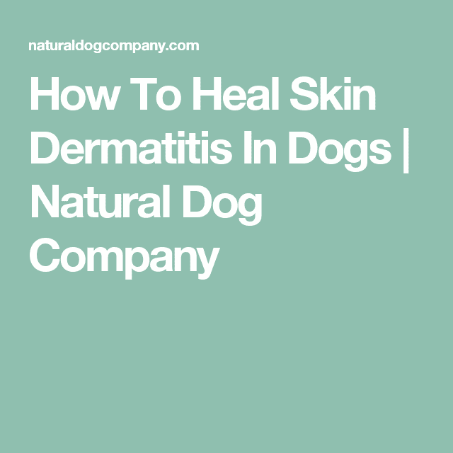 How To Heal Skin Dermatitis In Dogs