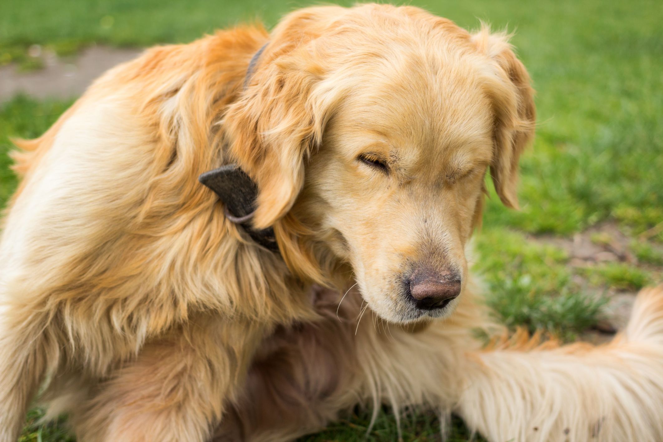 How To Treat Dog Eczema Fast